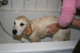 BAIN - GOLDEN RETRIEVER 061